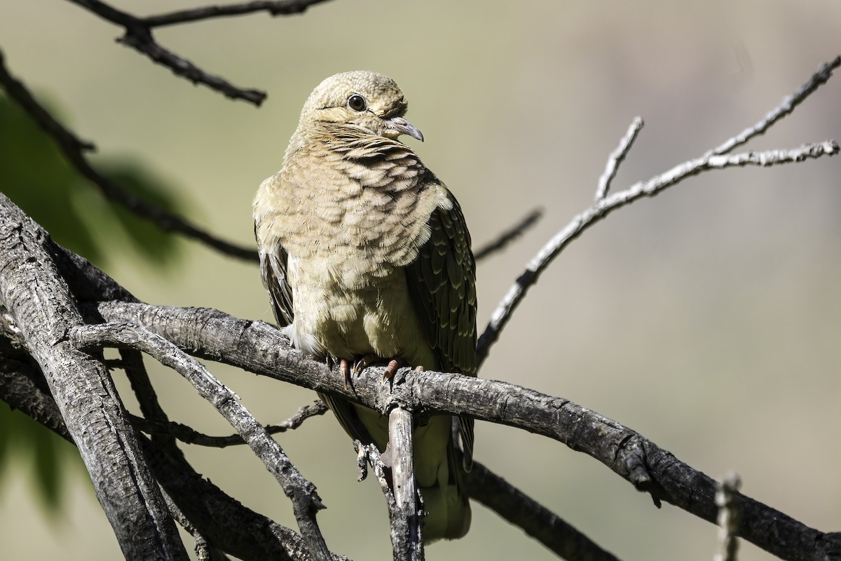 Зенаїда південна - ML646802498