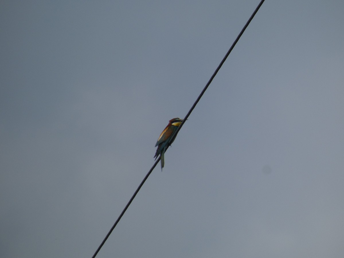 European Bee-eater - ML646802501