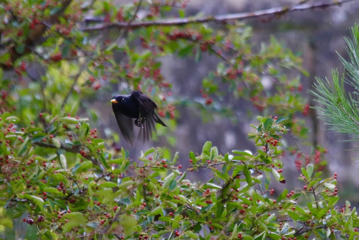 Merle noir - ML646802510