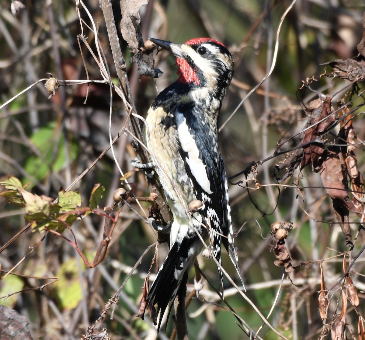 Sarı Karınlı Ağaçkakan - ML646802511