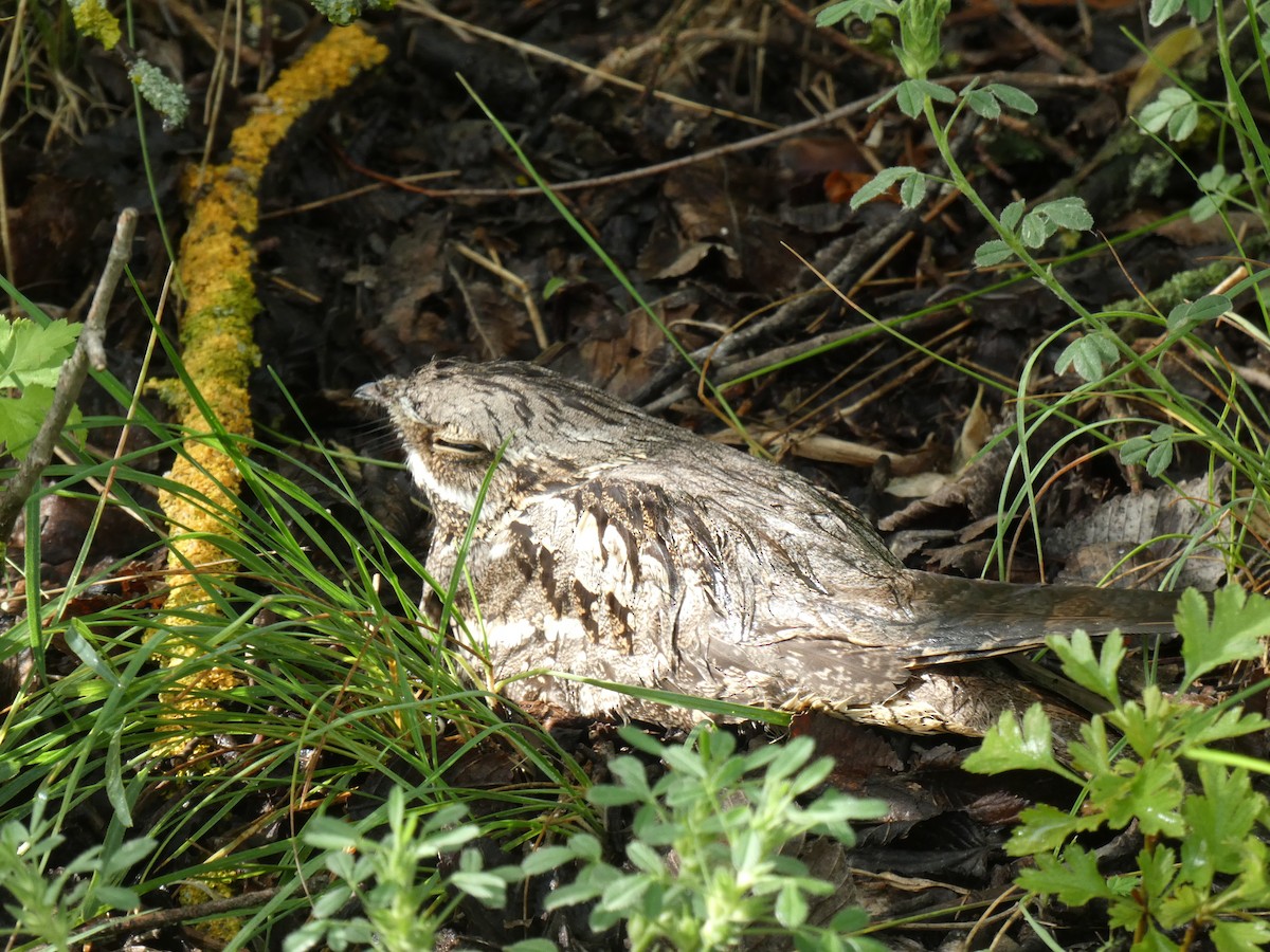 Eurasian Nightjar - ML646802512
