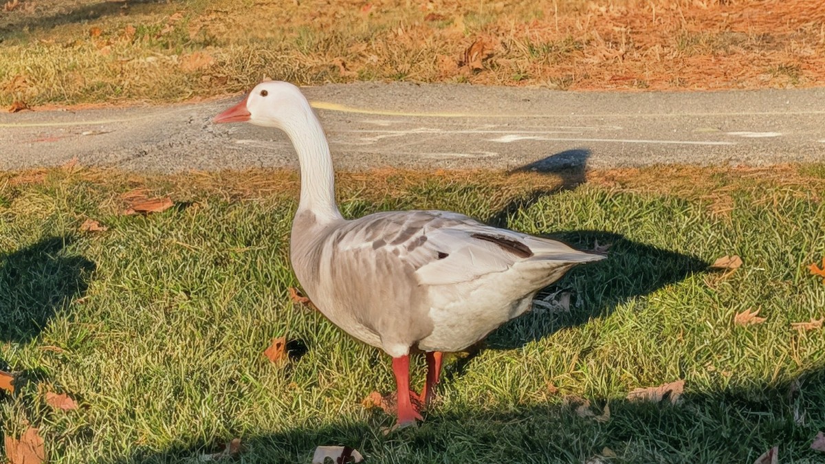 Anser sp. (forme domestique) - ML646802520