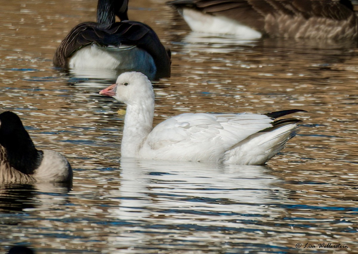 Ross's Goose - ML646802521