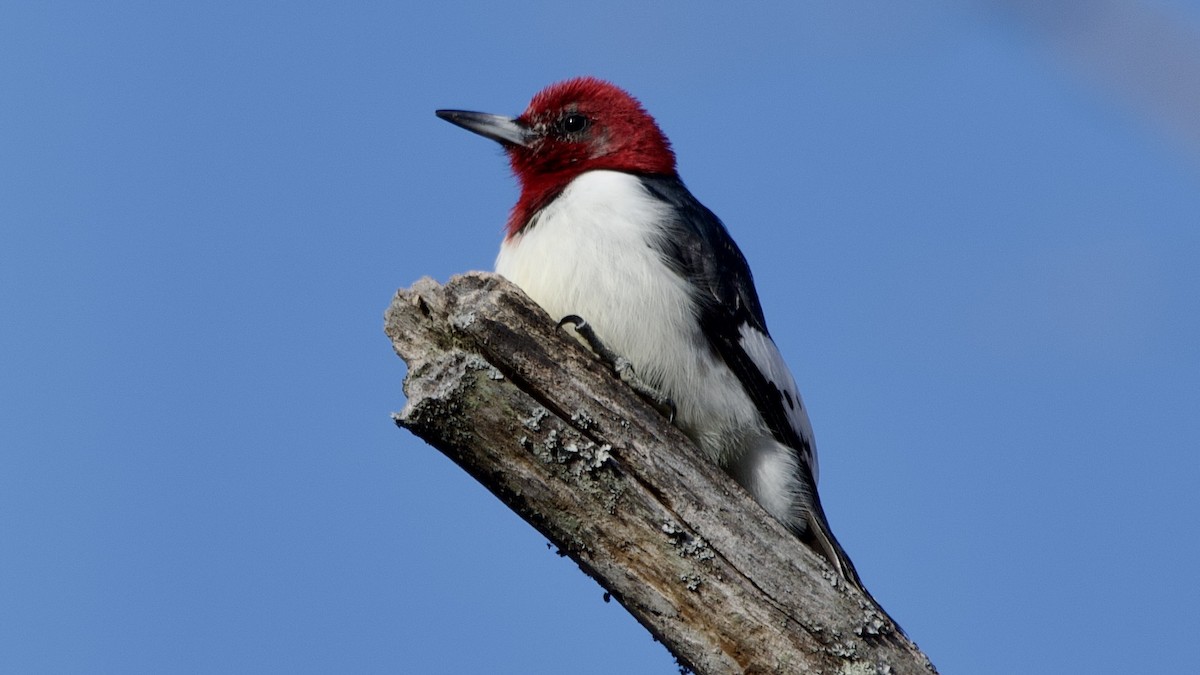 rødhodespett - ML646802532