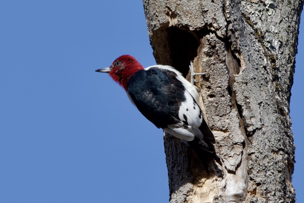 rødhodespett - ML646802533