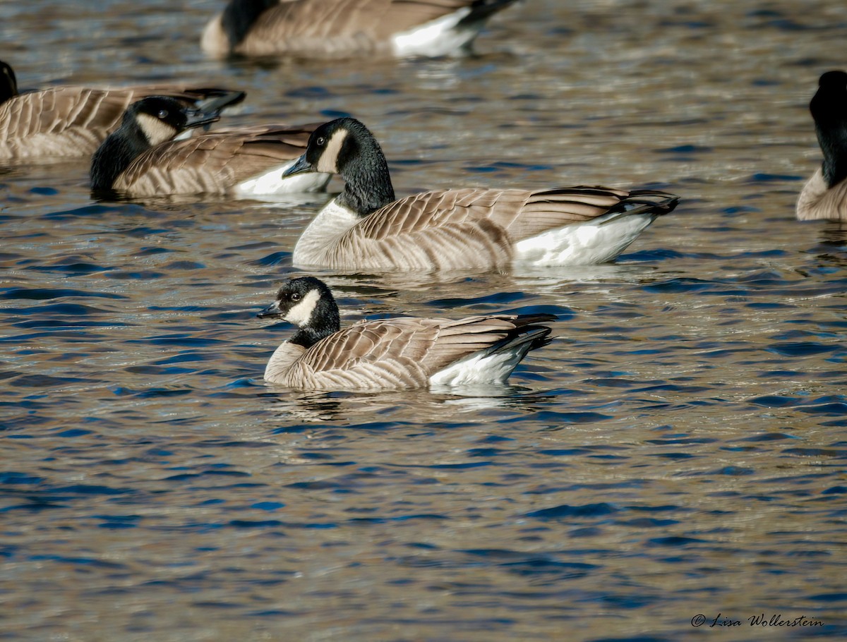 Cackling Goose - ML646802537