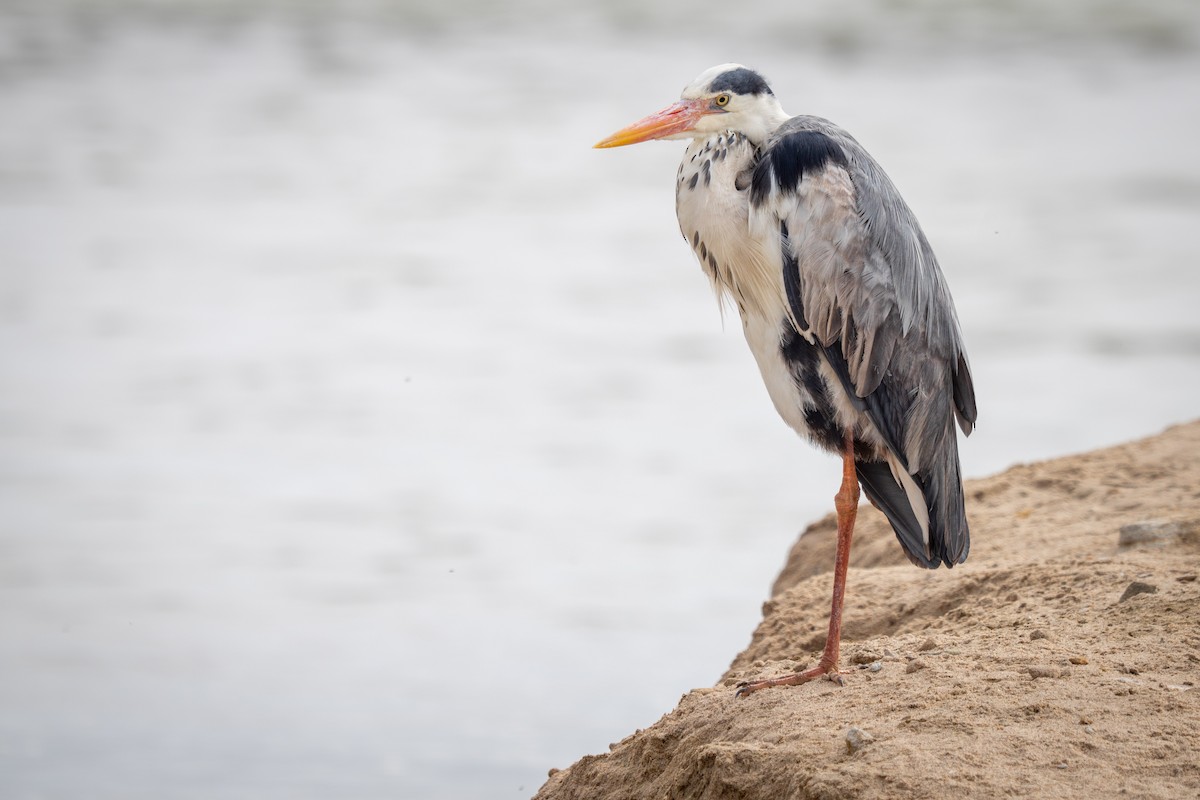 Gray Heron - ML646802539