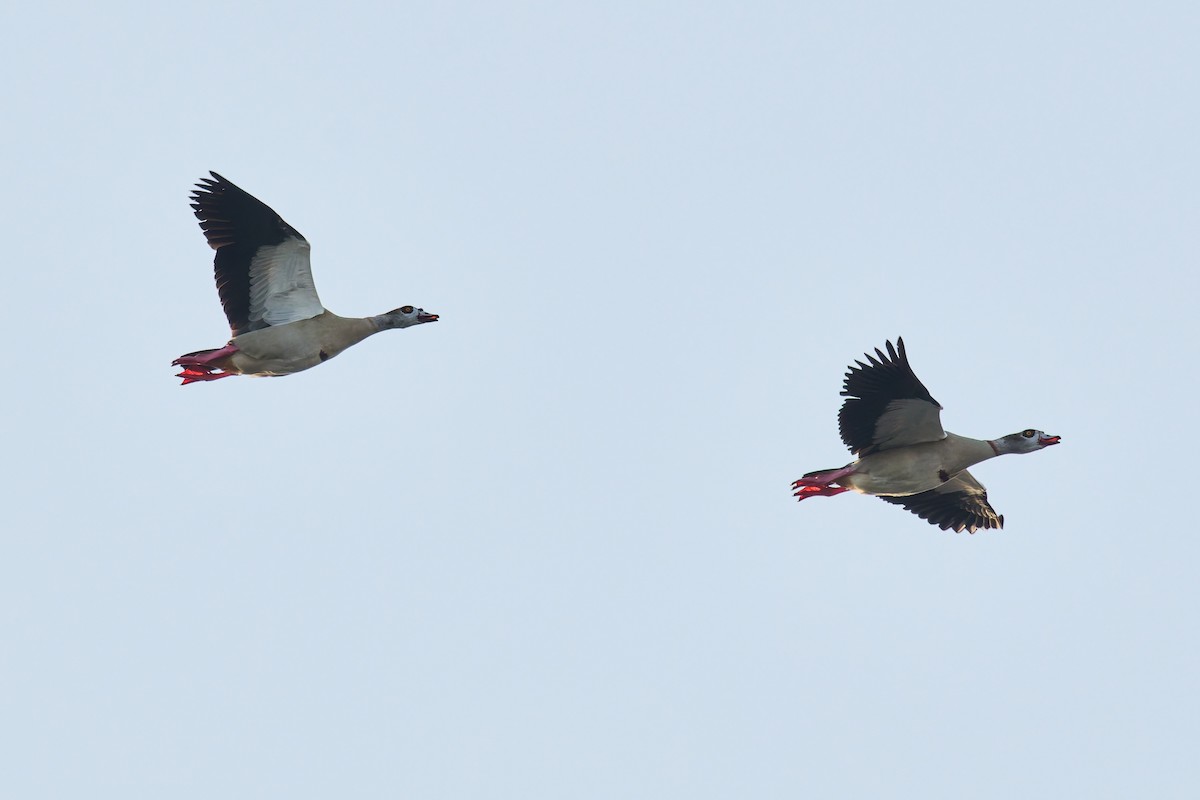 niland - ML646802540