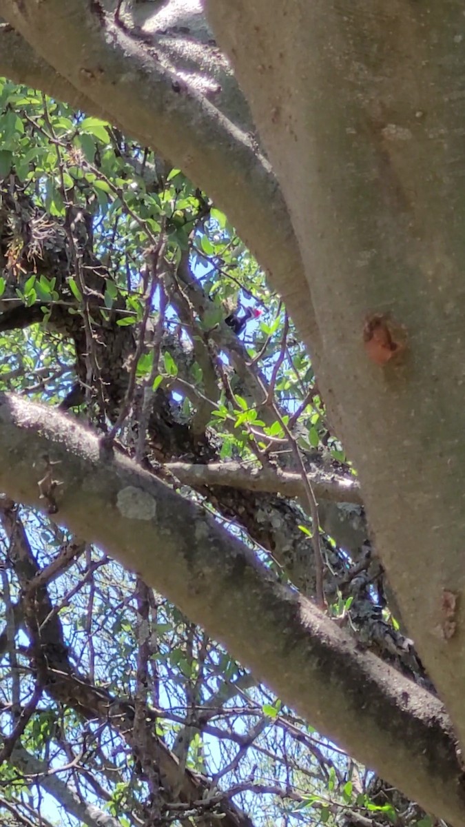 Black-bodied Woodpecker - ML646802541