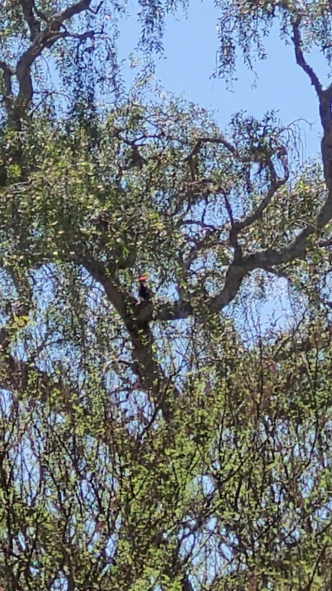 Black-bodied Woodpecker - ML646802542