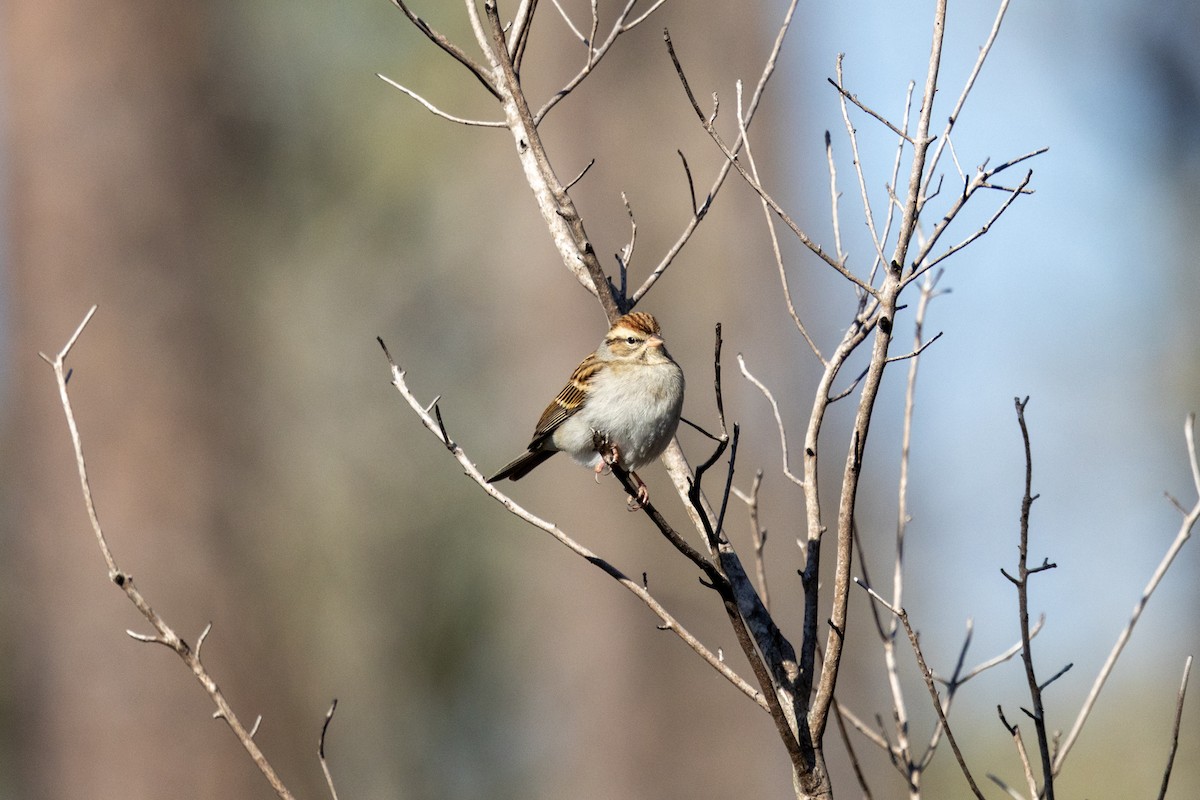 チャガシラヒメドリ - ML646802546