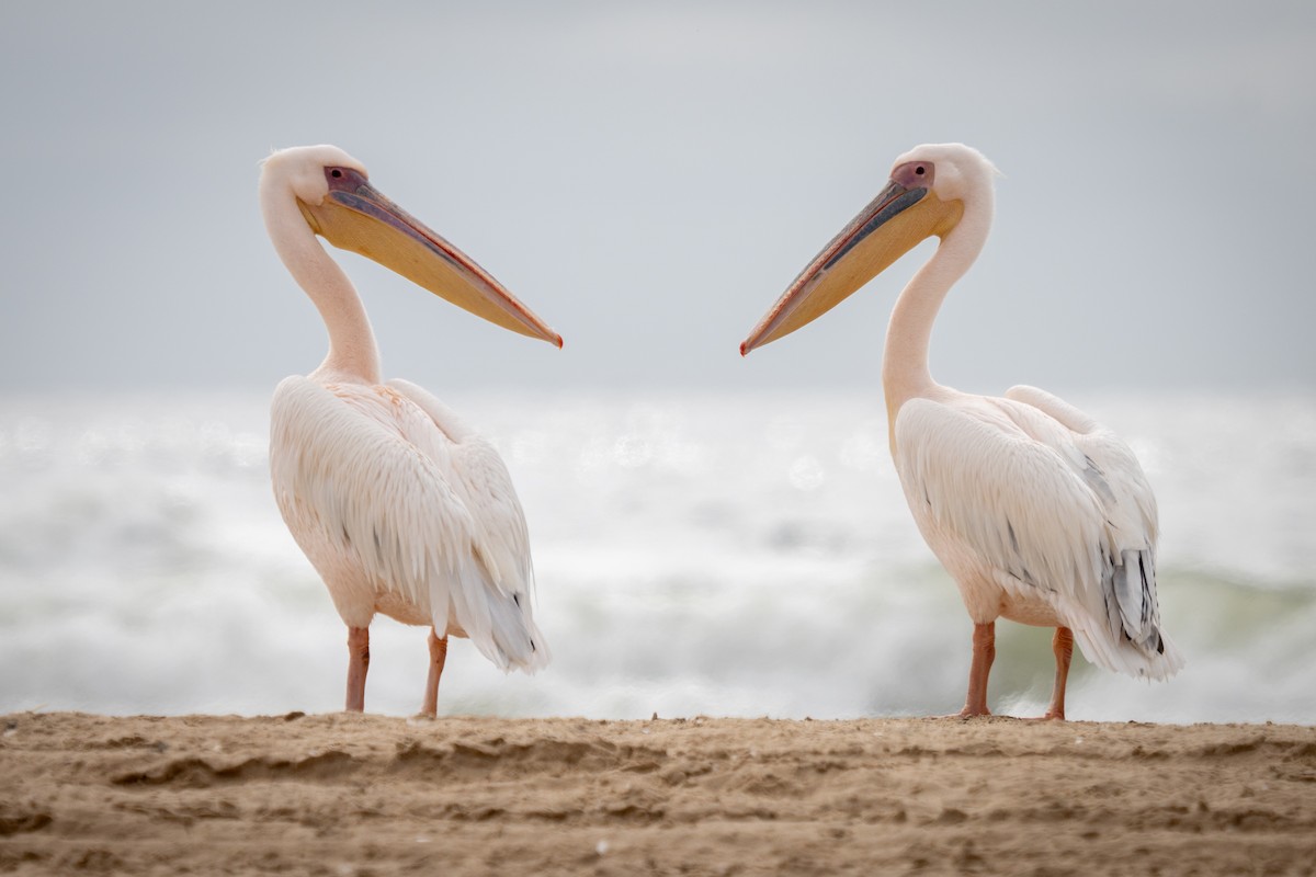 Great White Pelican - ML646802551