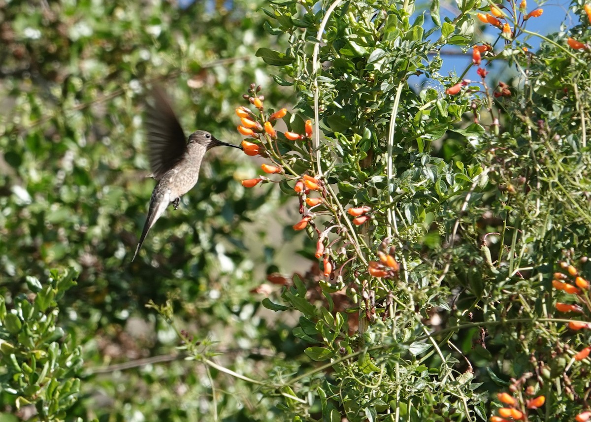 Giant Hummingbird - ML646802553
