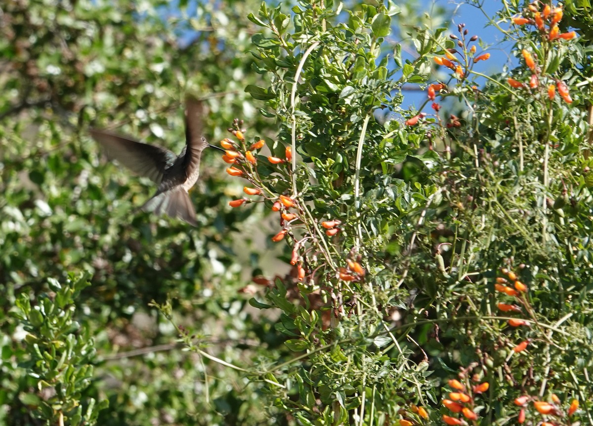 Giant Hummingbird - ML646802554