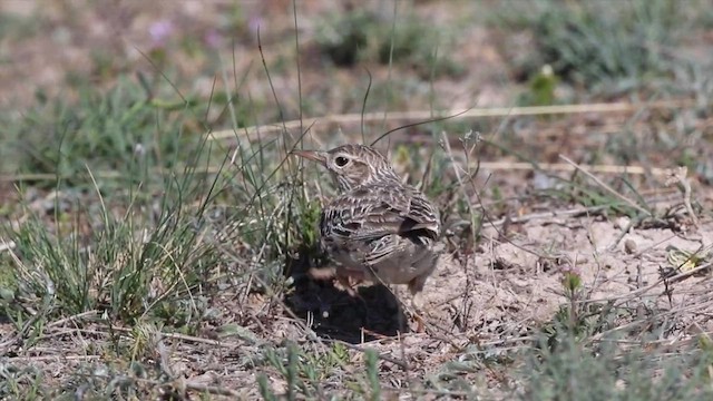 עפרוני צפון-אפריקני - ML646802555