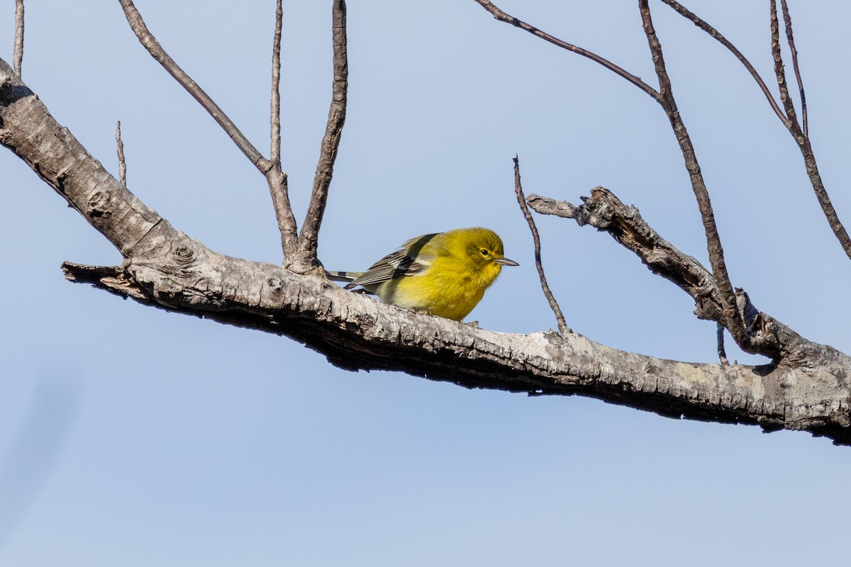 マツアメリカムシクイ - ML646802556