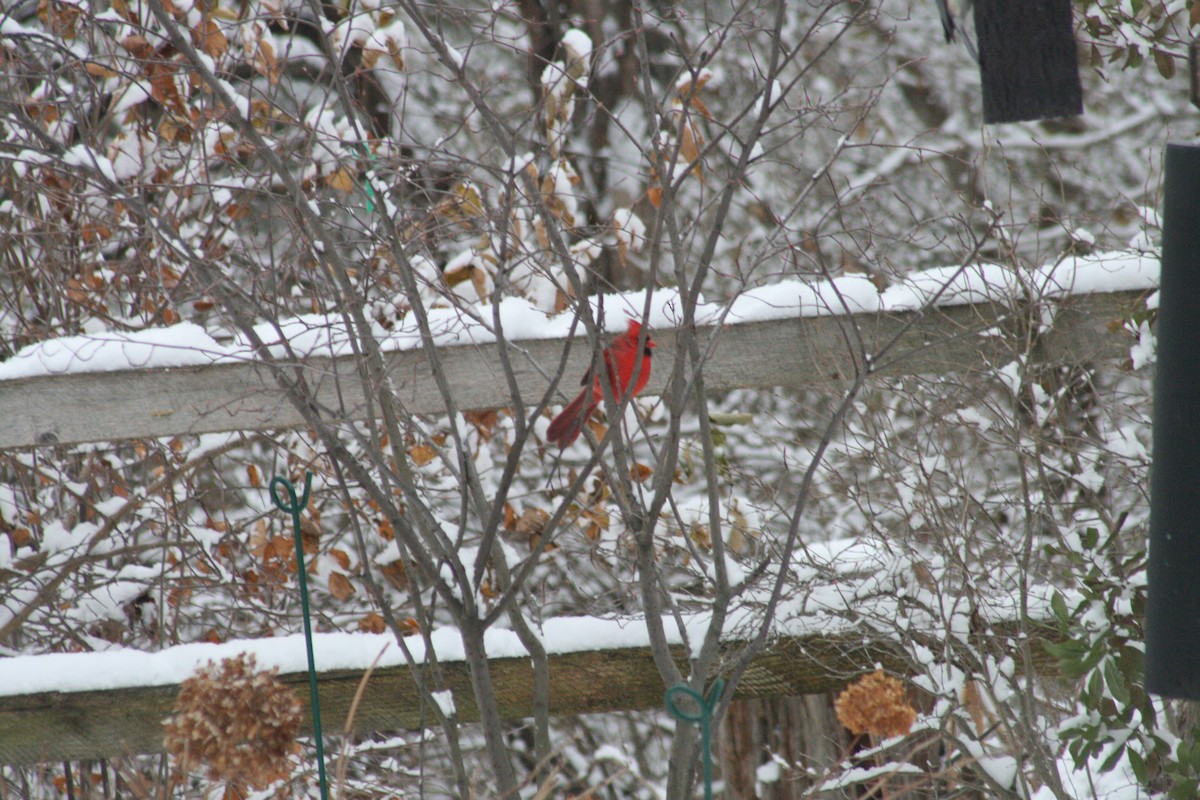 ショウジョウコウカンチョウ - ML646802557