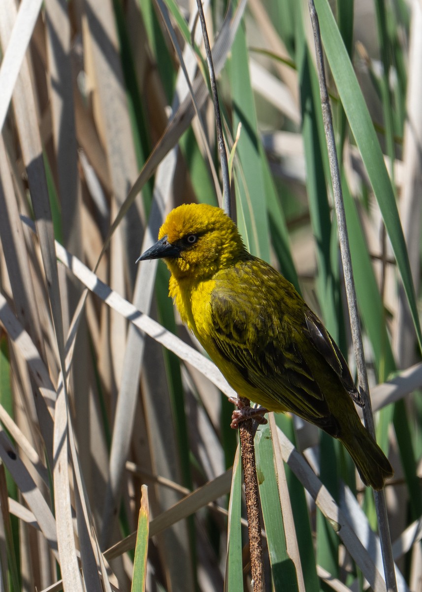 ケープハタオリ - ML646802559