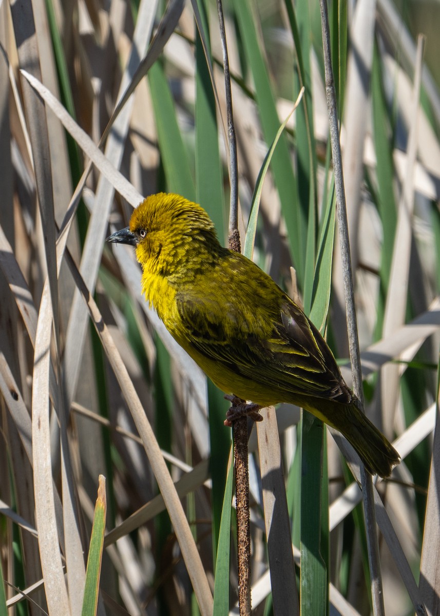 ケープハタオリ - ML646802560