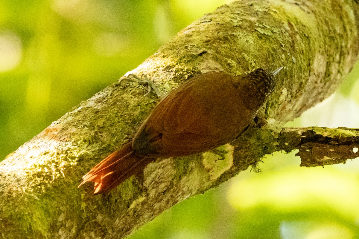 ミヤマオニキバシリ - ML646802561