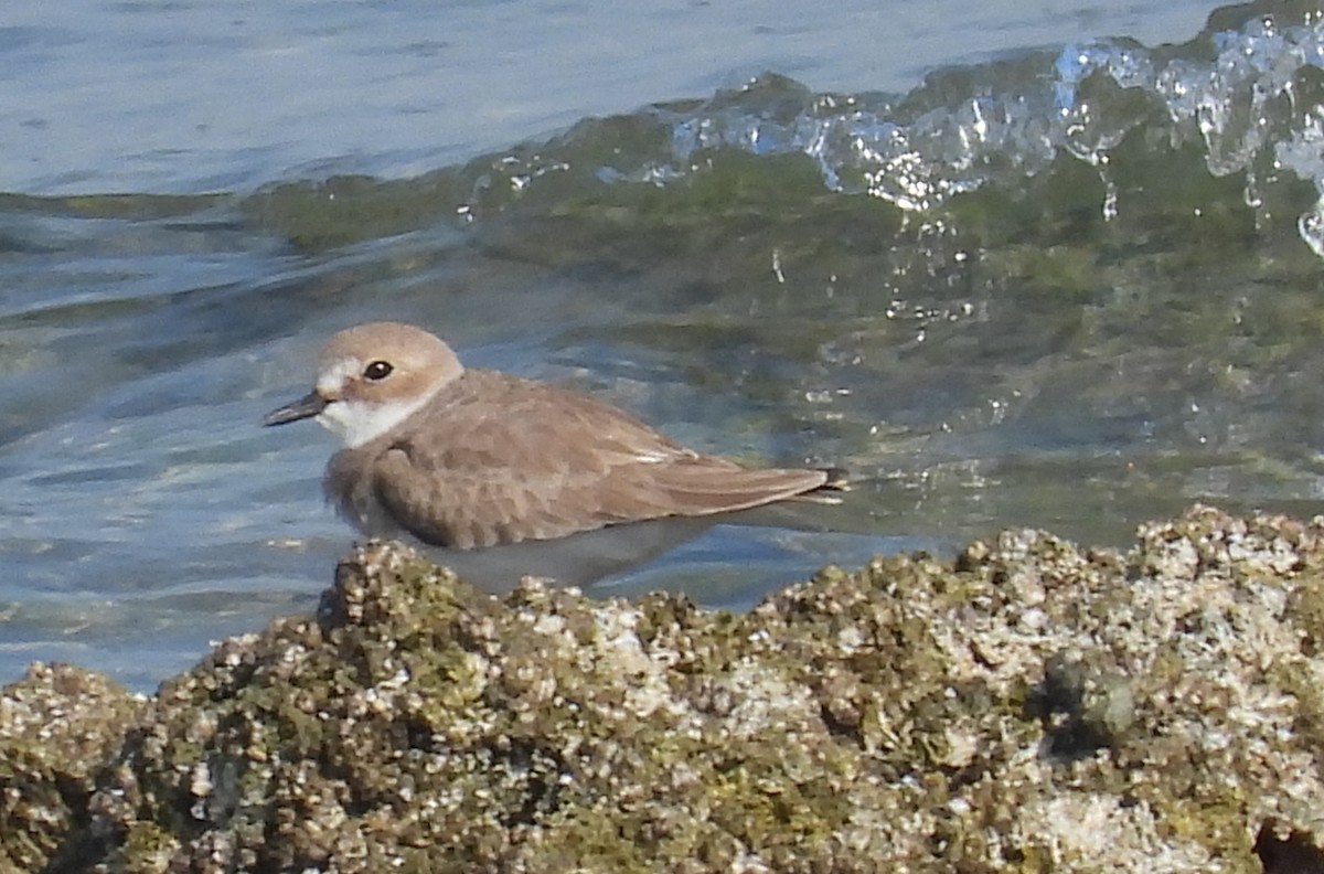 オオメダイチドリ - ML646802562