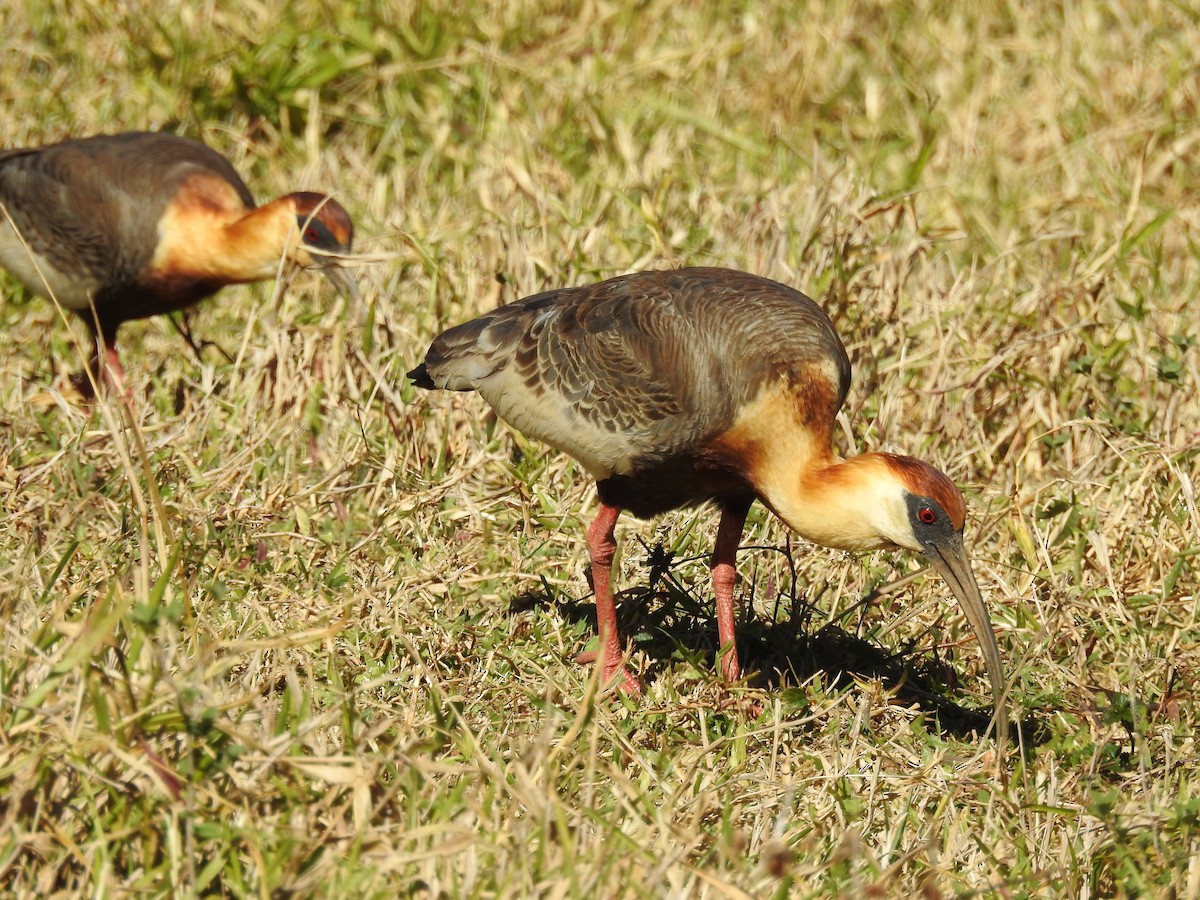 クロハラトキ - ML646802563