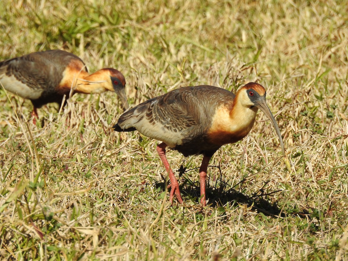 クロハラトキ - ML646802564