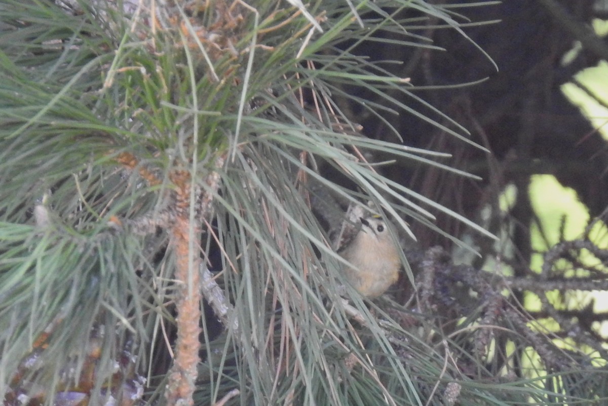 Goldcrest - ML646802565