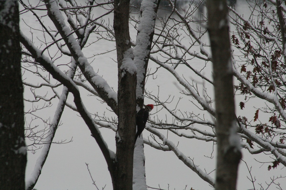 エボシクマゲラ - ML646802566