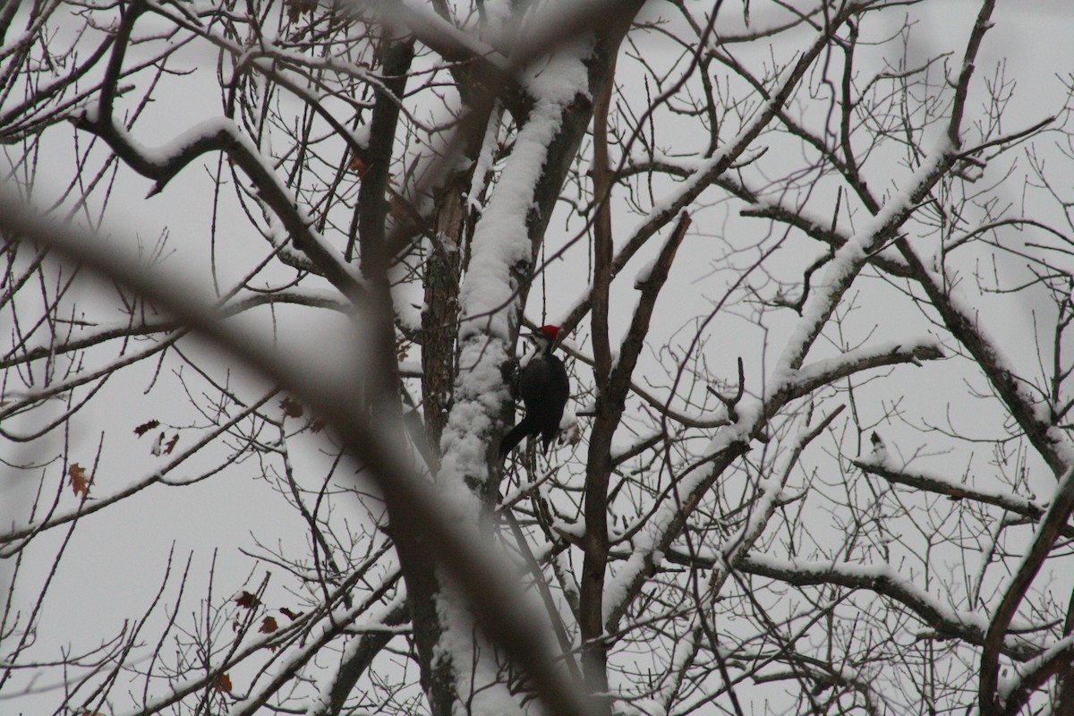 エボシクマゲラ - ML646802567