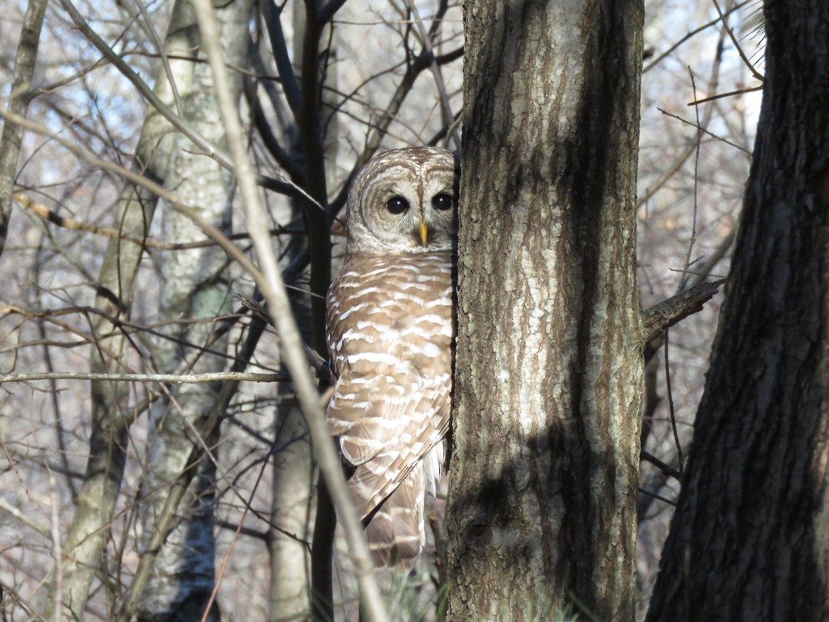 アメリカフクロウ - ML646802568