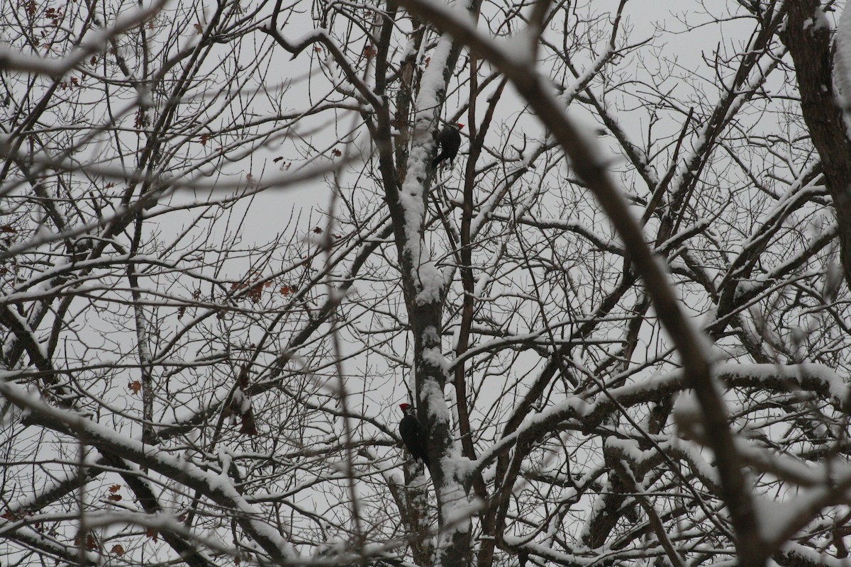 エボシクマゲラ - ML646802569