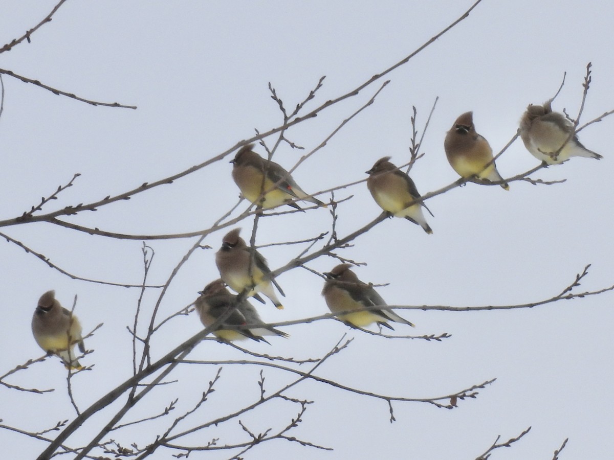 ヒメレンジャク - ML646802570