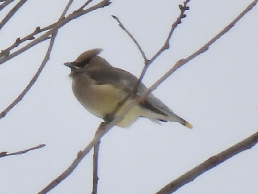 ヒメレンジャク - ML646802571