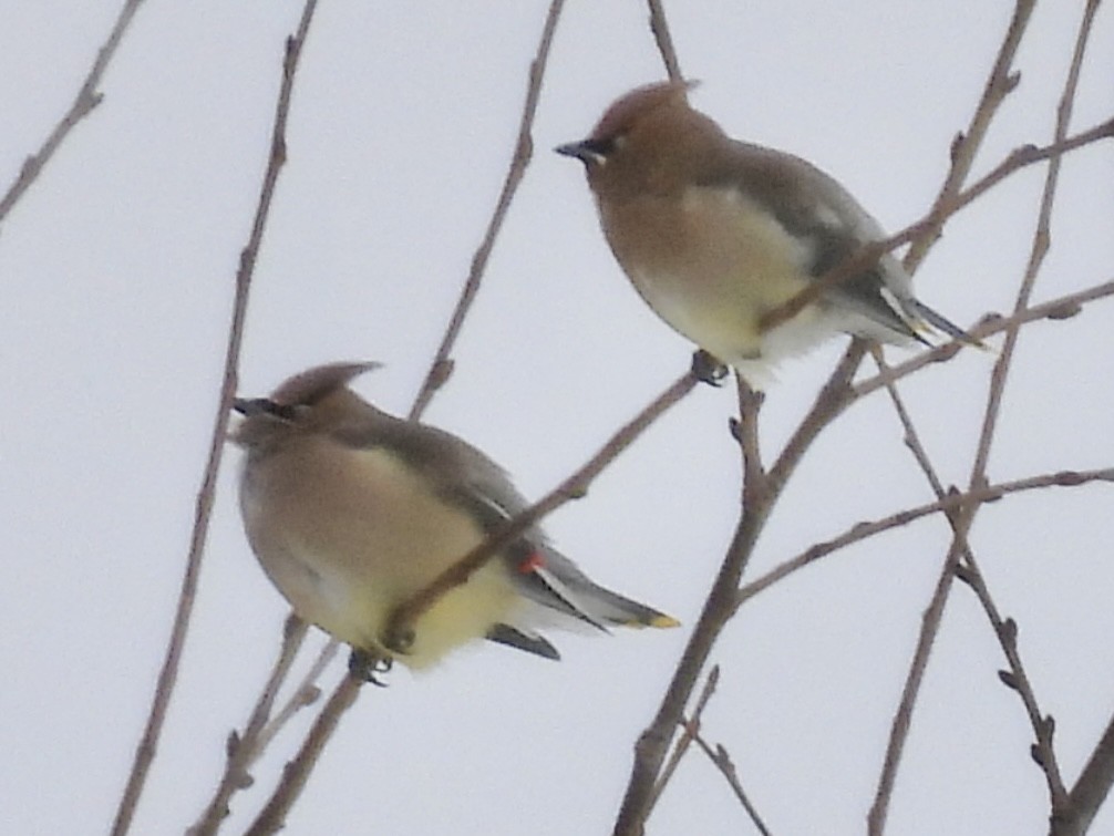 ヒメレンジャク - ML646802572