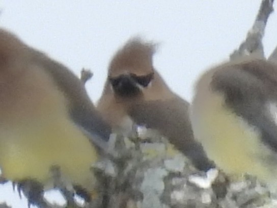 ヒメレンジャク - ML646802573