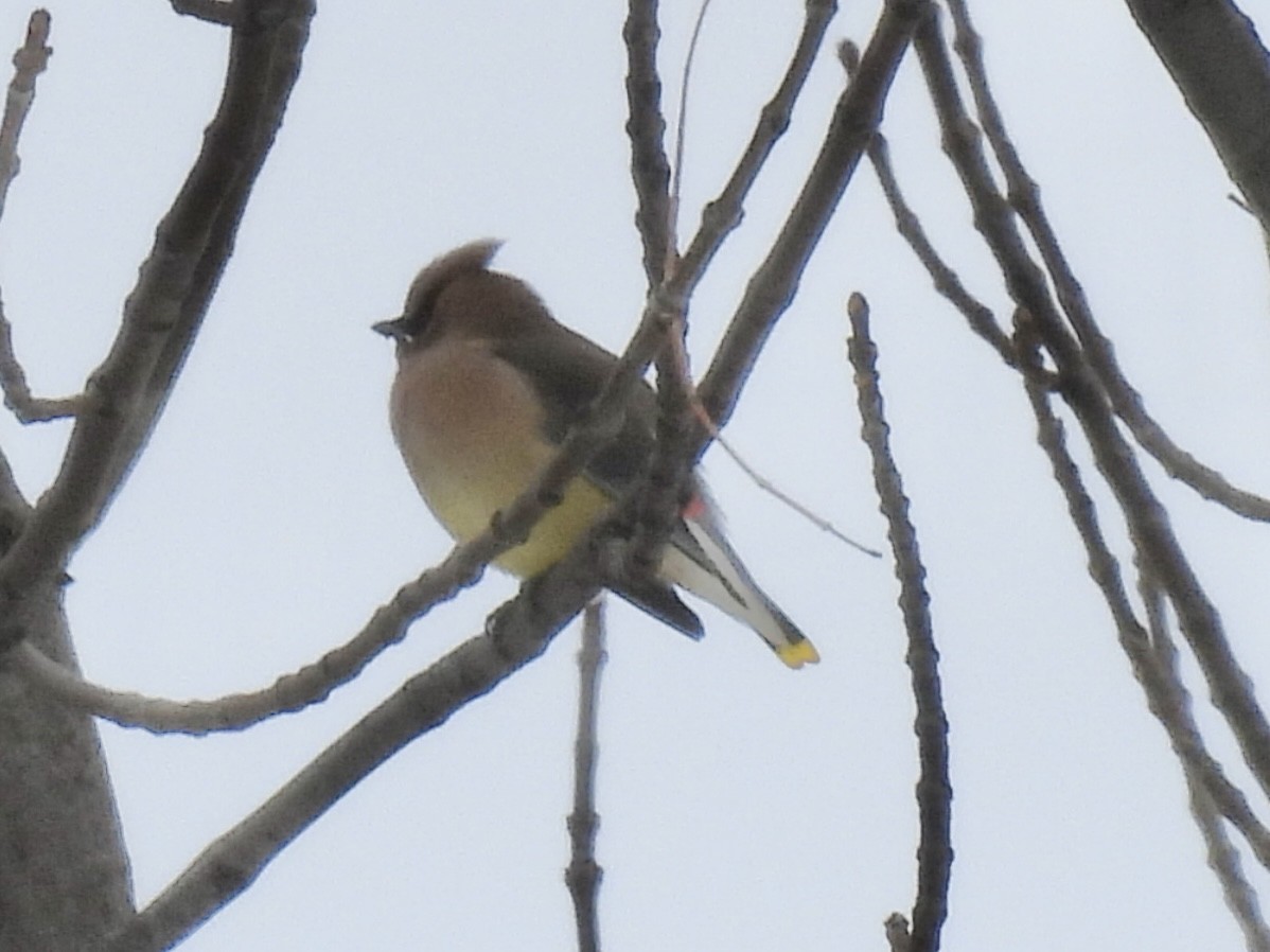 ヒメレンジャク - ML646802574