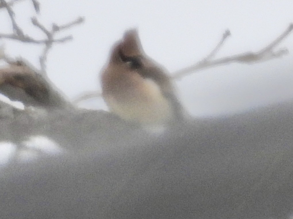 ヒメレンジャク - ML646802575