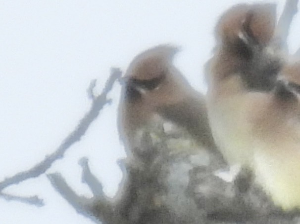 ヒメレンジャク - ML646802576