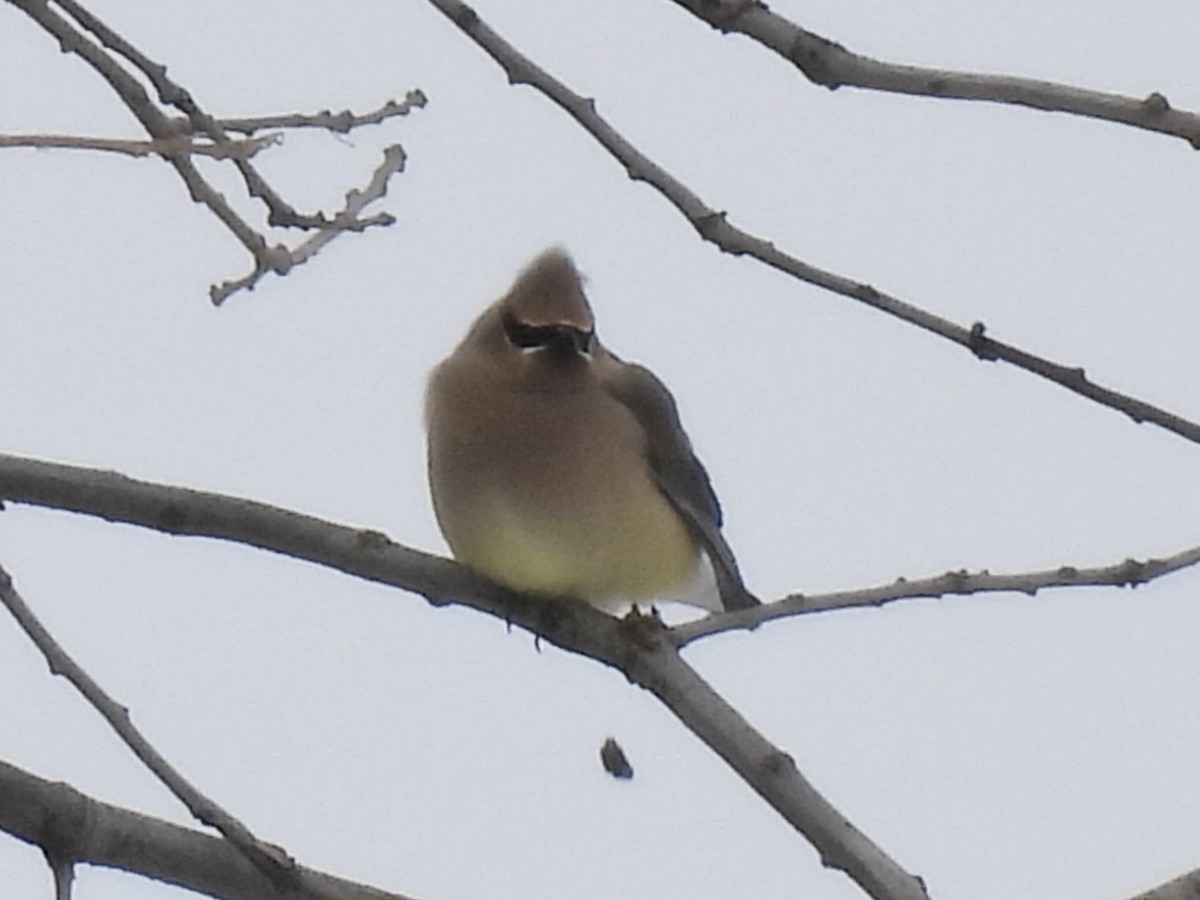 ヒメレンジャク - ML646802577