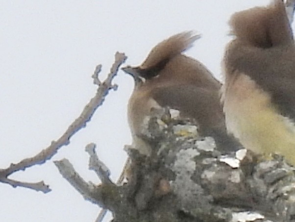 ヒメレンジャク - ML646802578