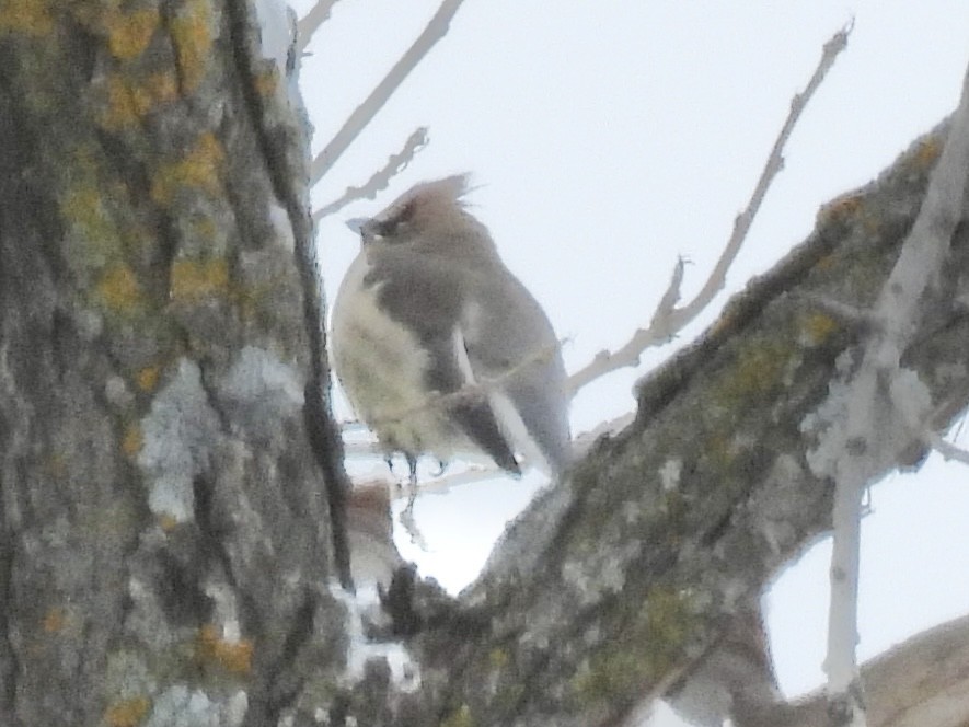 ヒメレンジャク - ML646802579