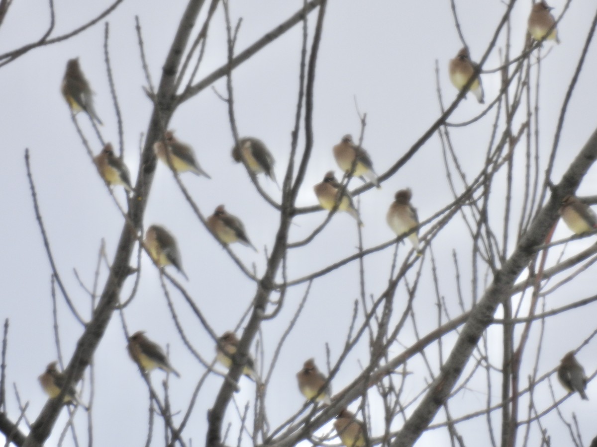 ヒメレンジャク - ML646802580