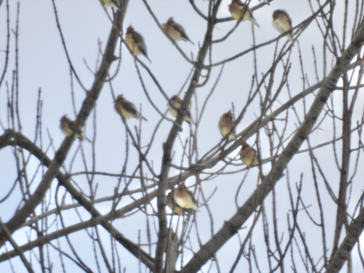 ヒメレンジャク - ML646802581