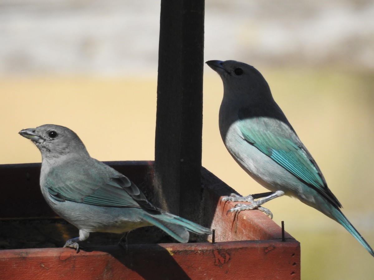 ハイガシラソライロフウキンチョウ - ML646802582