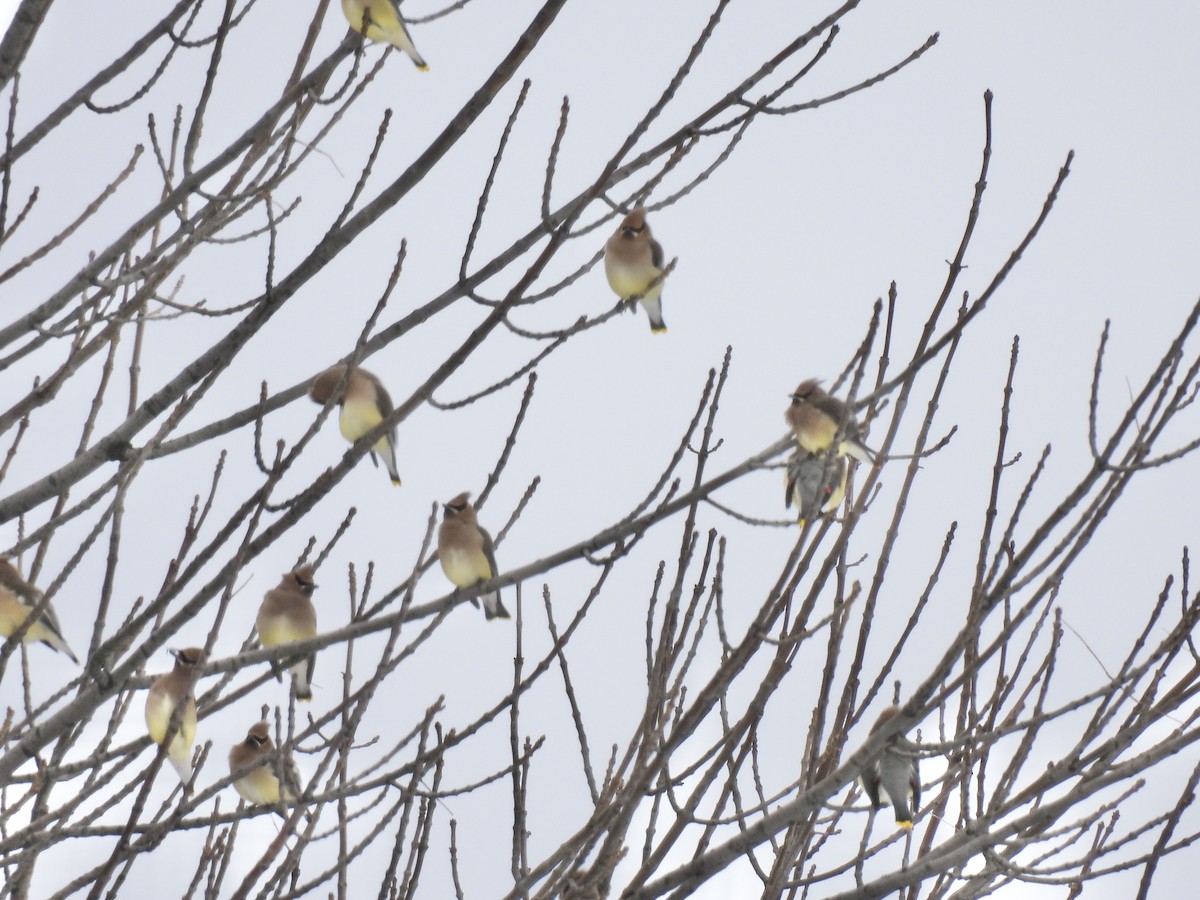 ヒメレンジャク - ML646802583