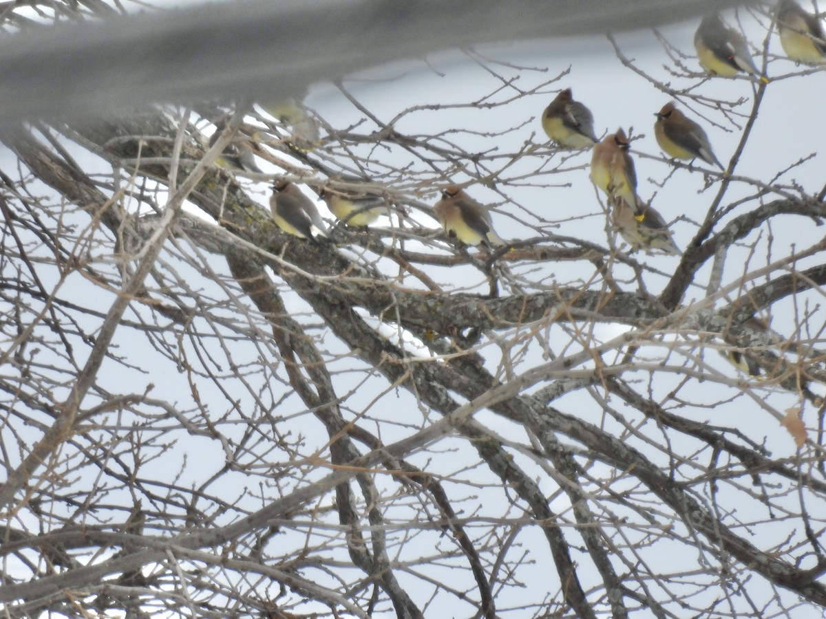 ヒメレンジャク - ML646802584