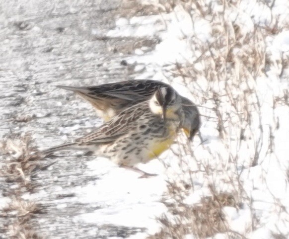 Wiesenstärling - ML646802586