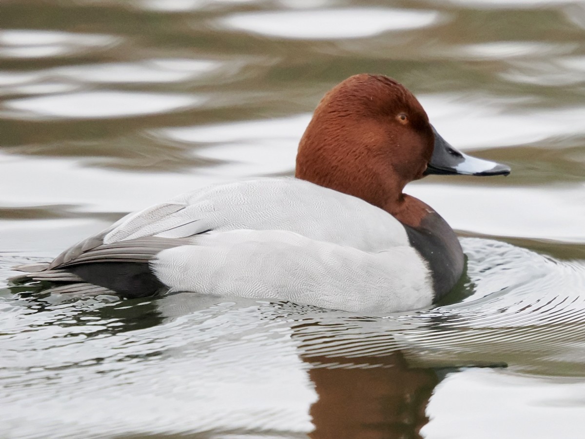 ホシハジロ - ML646802587