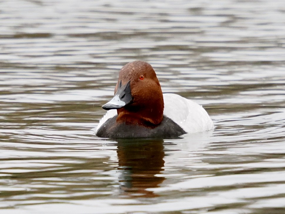 ホシハジロ - ML646802588